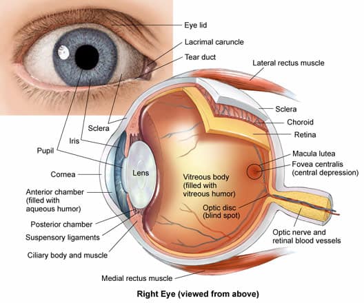 Eye Medical Terminology